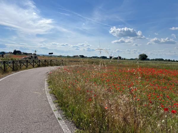 Tratto asfaltato della ciclovia tra campi fioriti, con papaveri rossi e staccionata in legno a sinistra che delimita la strada